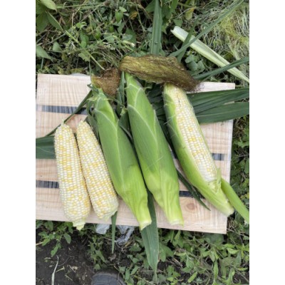 Айрон F1 - семена белой сахарной кукурузы, 2500 сем., 72 дня, кочан 22см, Lark Seeds